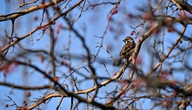 Вихідні в Україні будуть теплими, вдень до +11°