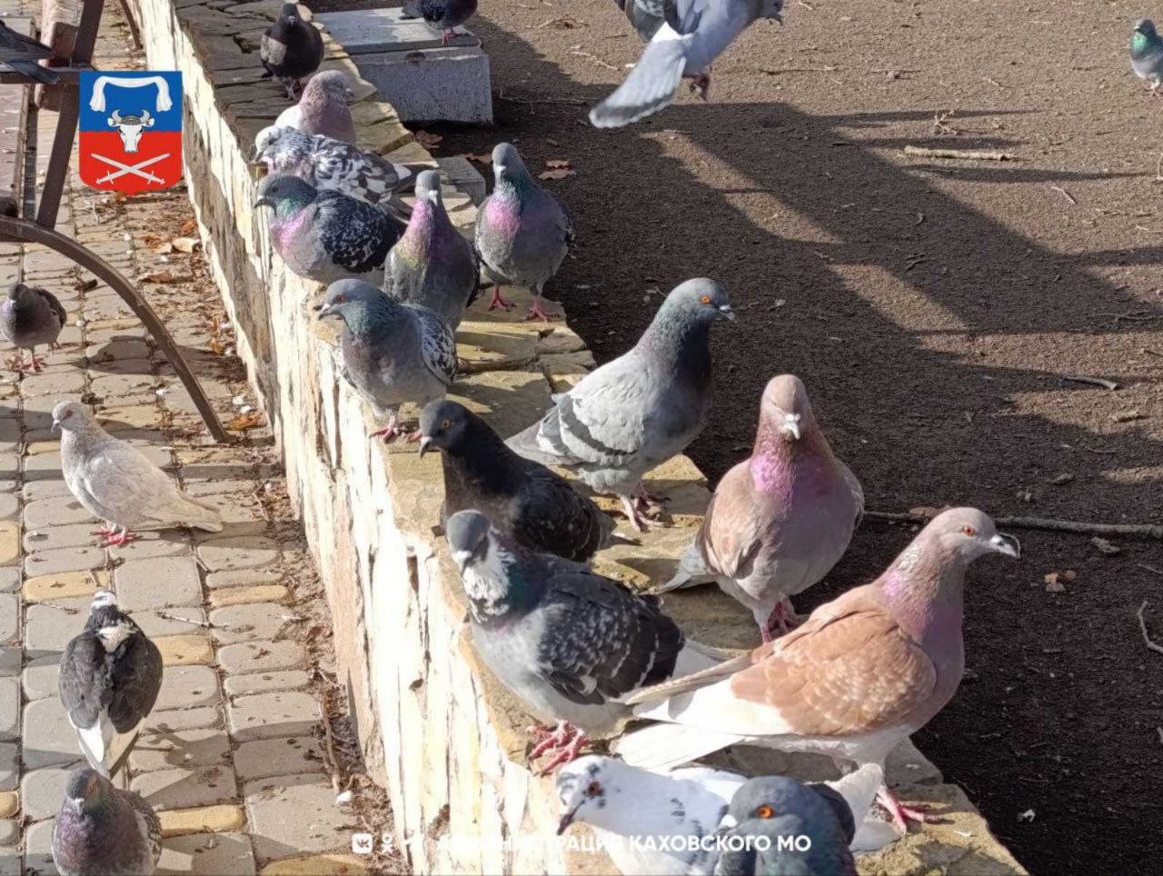 Основними жителями міст окупованого лівобережжя стали голуби і собаки